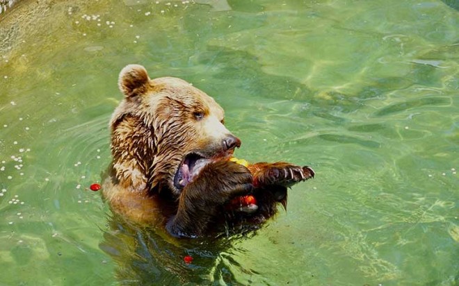 Bär am Schwimmen